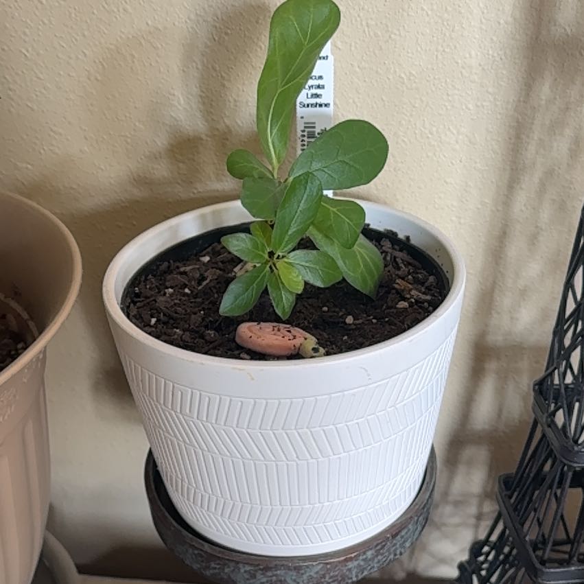 Photo of the plant species Ficus Lyrata Bush by @Kingdoubletap1 named Baesil on Greg, the plant care app