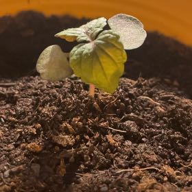 Photo of the plant species Shiso by @UltraWolfsbane named Gregarious on Greg, the plant care app