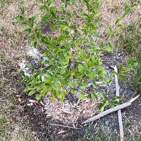 Photo of the plant species Dwarf korean lilac by @AnewCarpenteria named Sonora on Greg, the plant care app