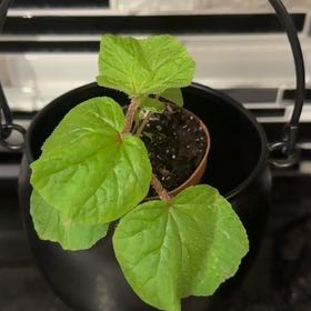 Photo of the plant species Doubleclaw by @QueenWitchhazel named Bodhi on Greg, the plant care app