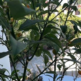 Photo of the plant species Callie Kumquat by @BriskSnowdrop named Muhammad Ali on Greg, the plant care app