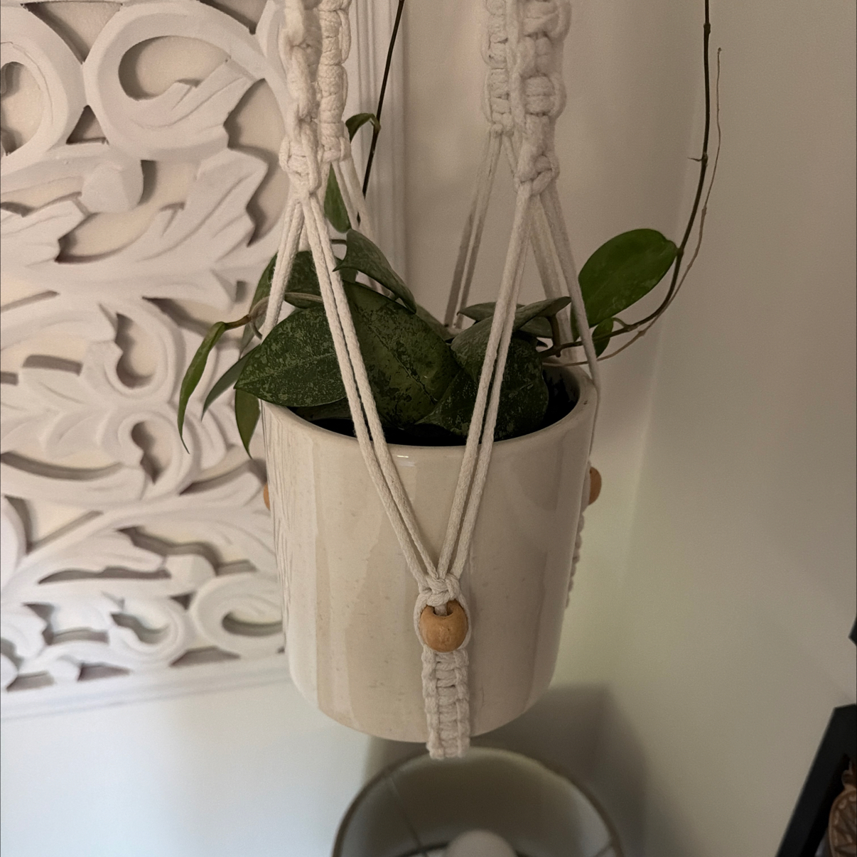 Photo of the plant species Hoya parasitica 'Black Margin' by @ProCornmarigold named Gomez on Greg, the plant care app