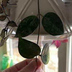 Photo of the plant species Hoya parasitica 'Black Margin' by @ProCornmarigold named Gomez on Greg, the plant care app