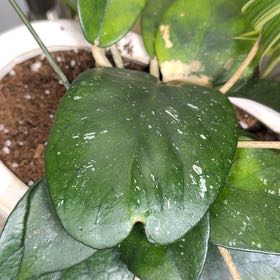 Photo of the plant species Porcelain Flower by @ProCornmarigold named Leaf Erickson on Greg, the plant care app