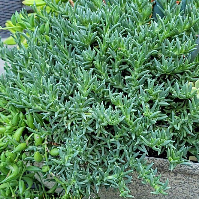 Photo of the plant species Dwarf Carpet Of The Stars by @AceWhitfieldia named Emerson on Greg, the plant care app