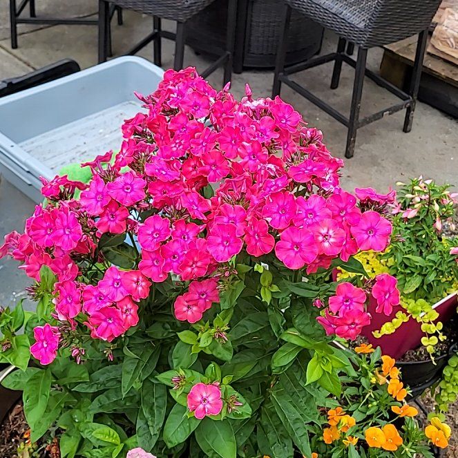 Photo of the plant species Peppermint Twist by @AceWhitfieldia named Fernie Saunders on Greg, the plant care app