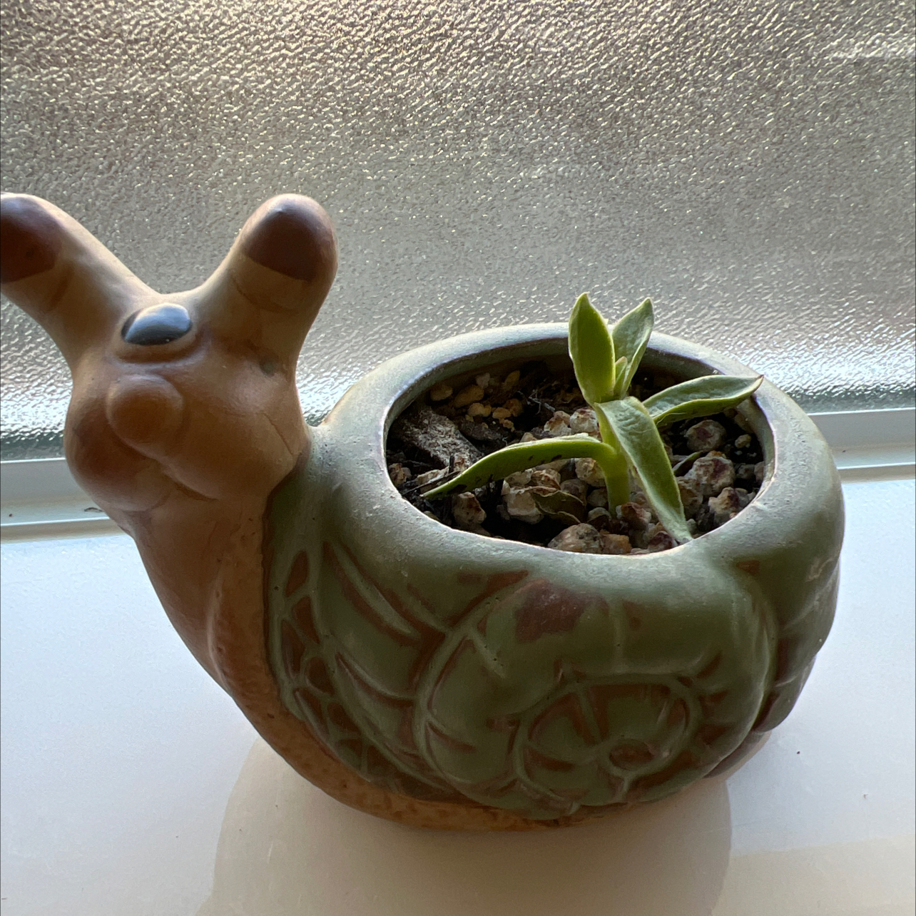 Photo of the plant species Sickle Plant by @WildDaisies named Aria on Greg, the plant care app