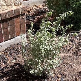 Photo of the plant species Texas Sage by @WildDaisies named Tate on Greg, the plant care app