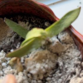 Photo of the plant species Sickle Plant by @WildDaisies named Amelia on Greg, the plant care app