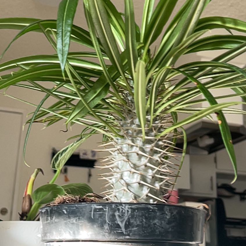 Photo of the plant species Silver Madagascar Palm by @SilkyLimefiddle named Apollo on Greg, the plant care app