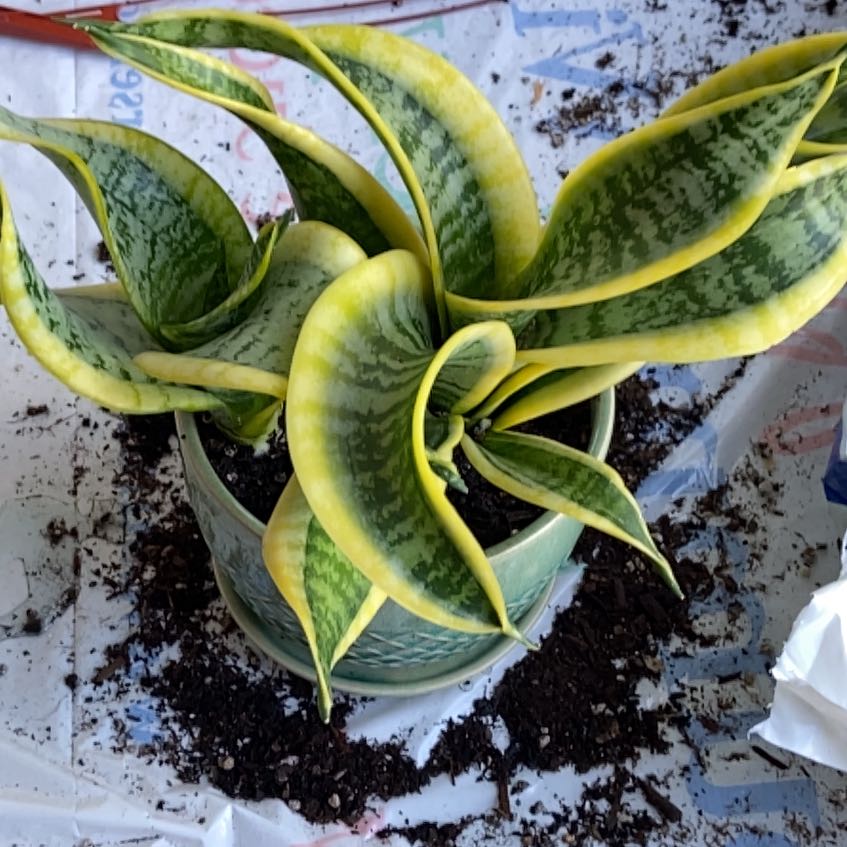 Photo of the plant species Sansevieria Twisted Sister by @QueenPinkcactus named Nithin on Greg, the plant care app