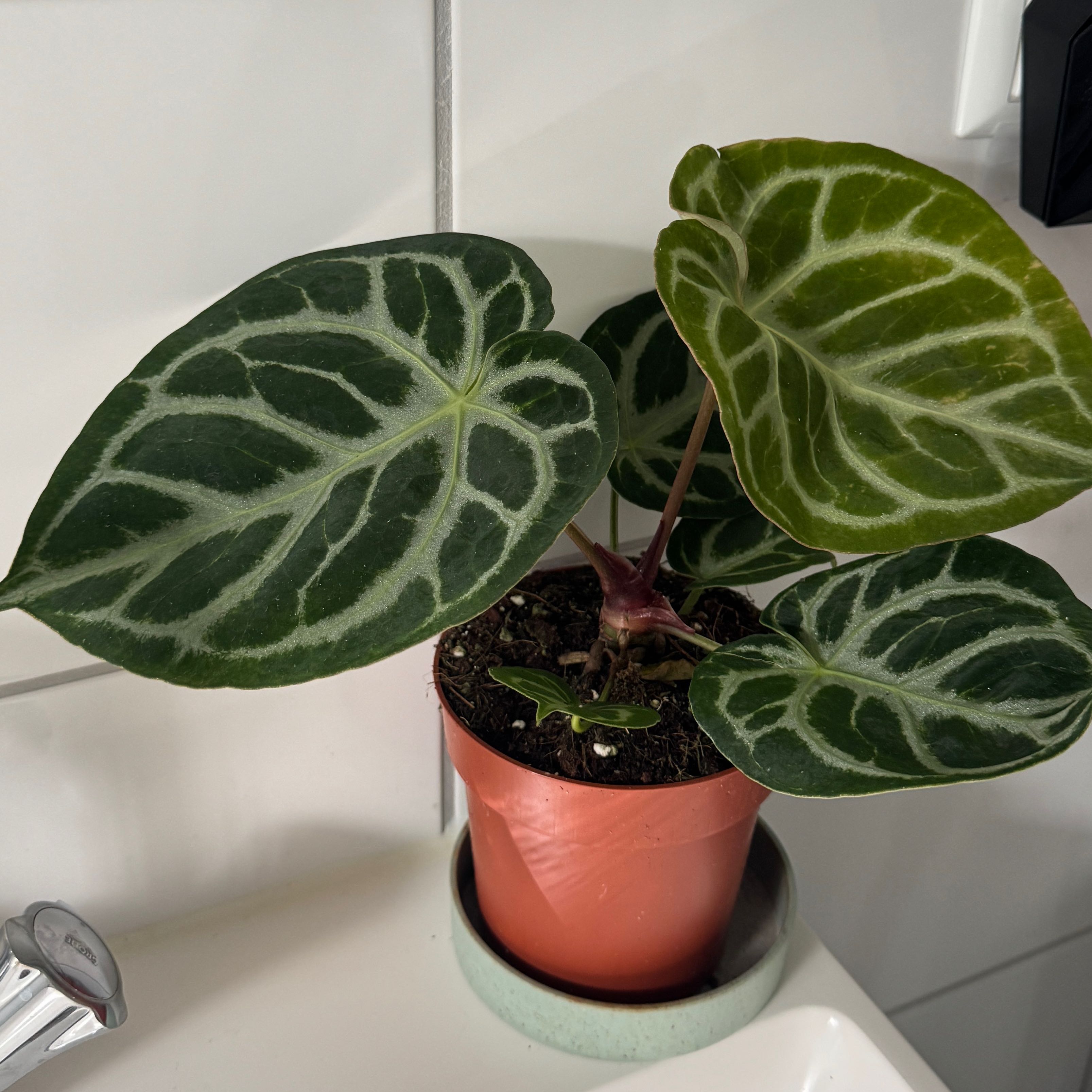 Photo of the plant species Silver Blush by @AngelCrowpoison named Mando on Greg, the plant care app