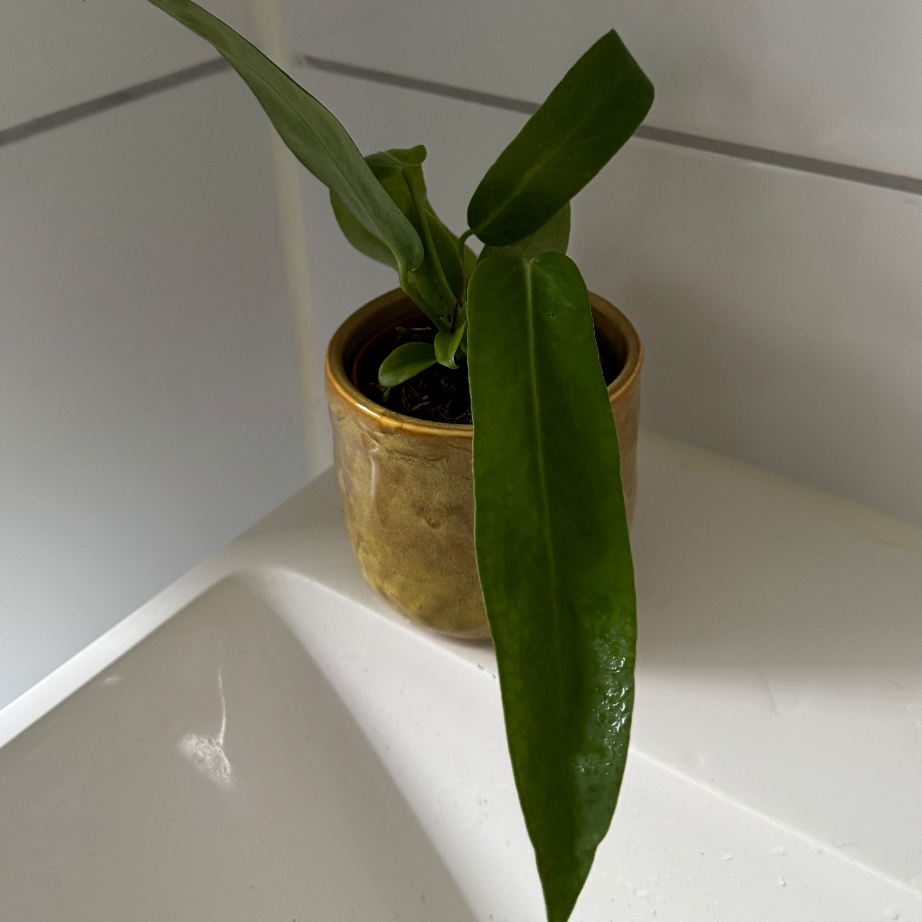 Photo of the plant species Anthurium pallidifibrum by @AngelCrowpoison named Kendall on Greg, the plant care app
