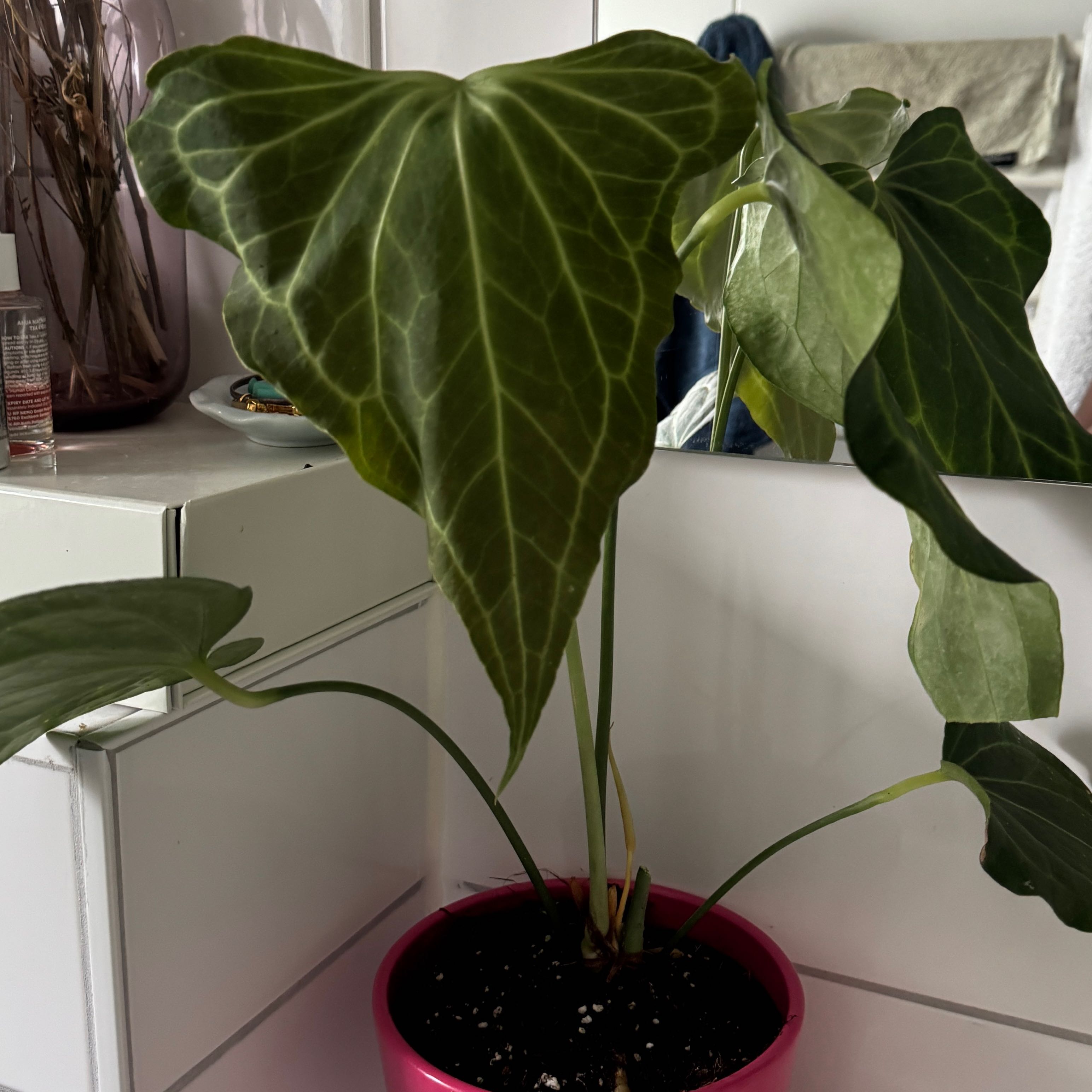Photo of the plant species Delta Force Anthurium by @AngelCrowpoison named Rainier on Greg, the plant care app