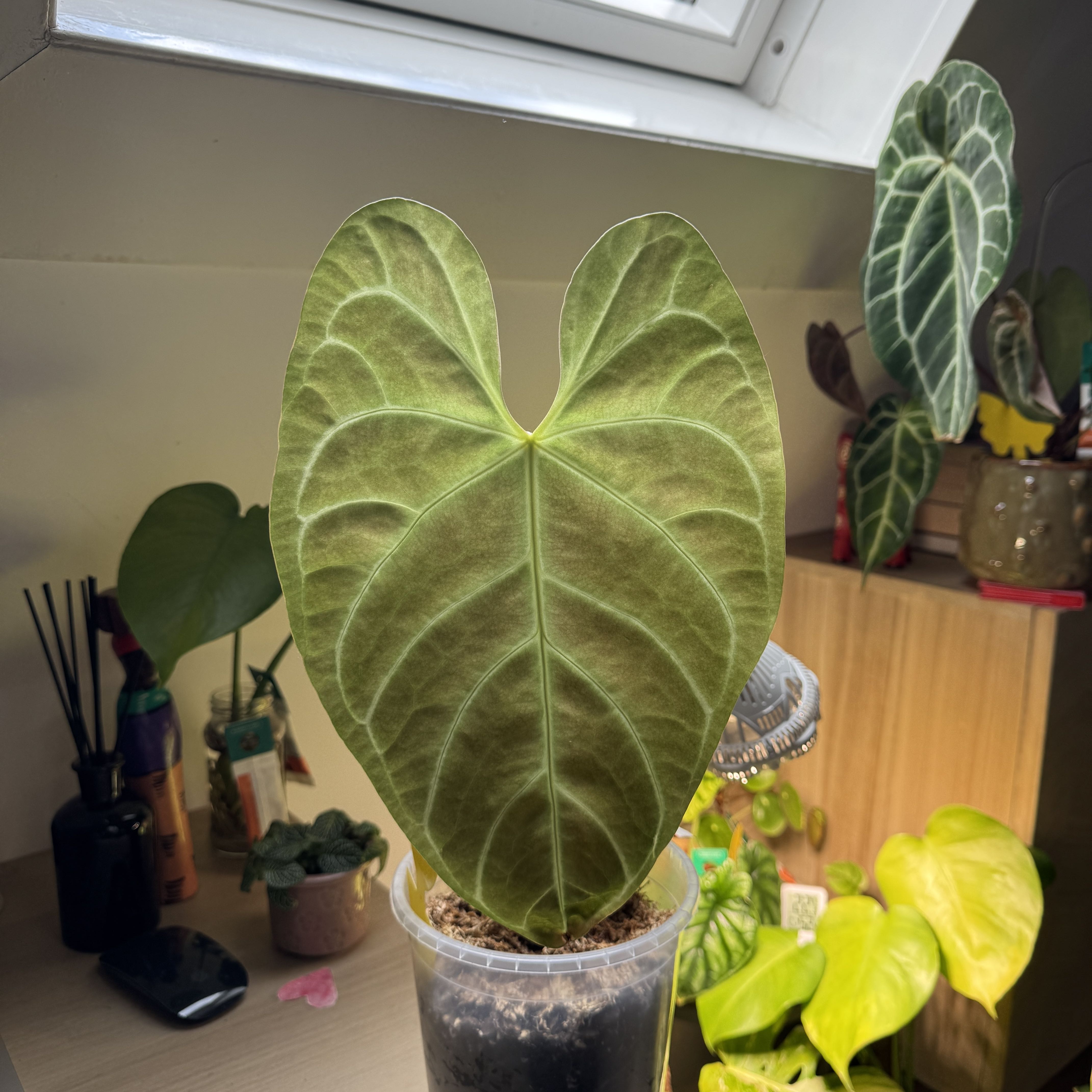 Photo of the plant species Anthurium regale by @AngelCrowpoison named Winston on Greg, the plant care app