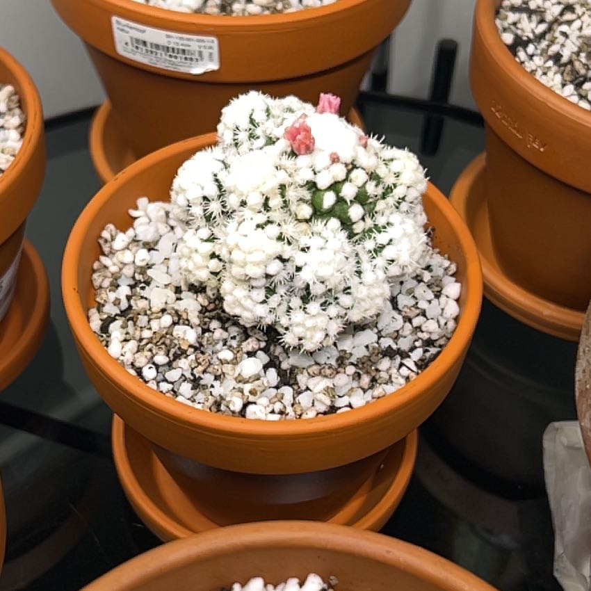 Photo of the plant species Mammillaria gracilis 'Oruga' by @PoisedGianttaro named Mochi on Greg, the plant care app