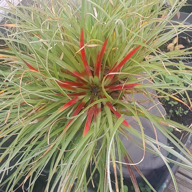 Photo of the plant species Guapilla by @GloriousPetunia named Rosa on Greg, the plant care app