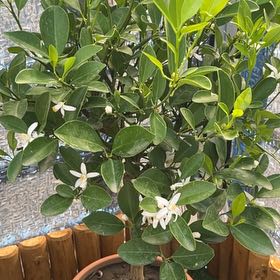 Photo of the plant species calamondin tree by @GemHungarianoak named Gregarious on Greg, the plant care app