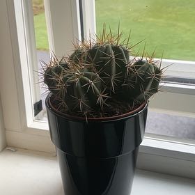 Photo of the plant species Trichocereus terscheckii by @SultryPygmyiris named Keanu Leaves on Greg, the plant care app
