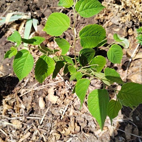 Photo of the plant species Celtis Occidentalis by @ValorousMelon named Spike Leaves on Greg, the plant care app