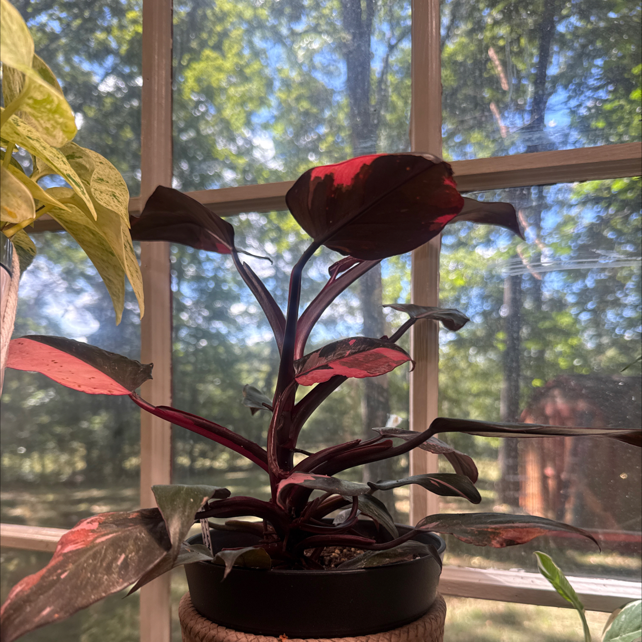 Photo of the plant species Philodendron 'Black Cherry' by @PlantsandOwls named Philomena on Greg, the plant care app