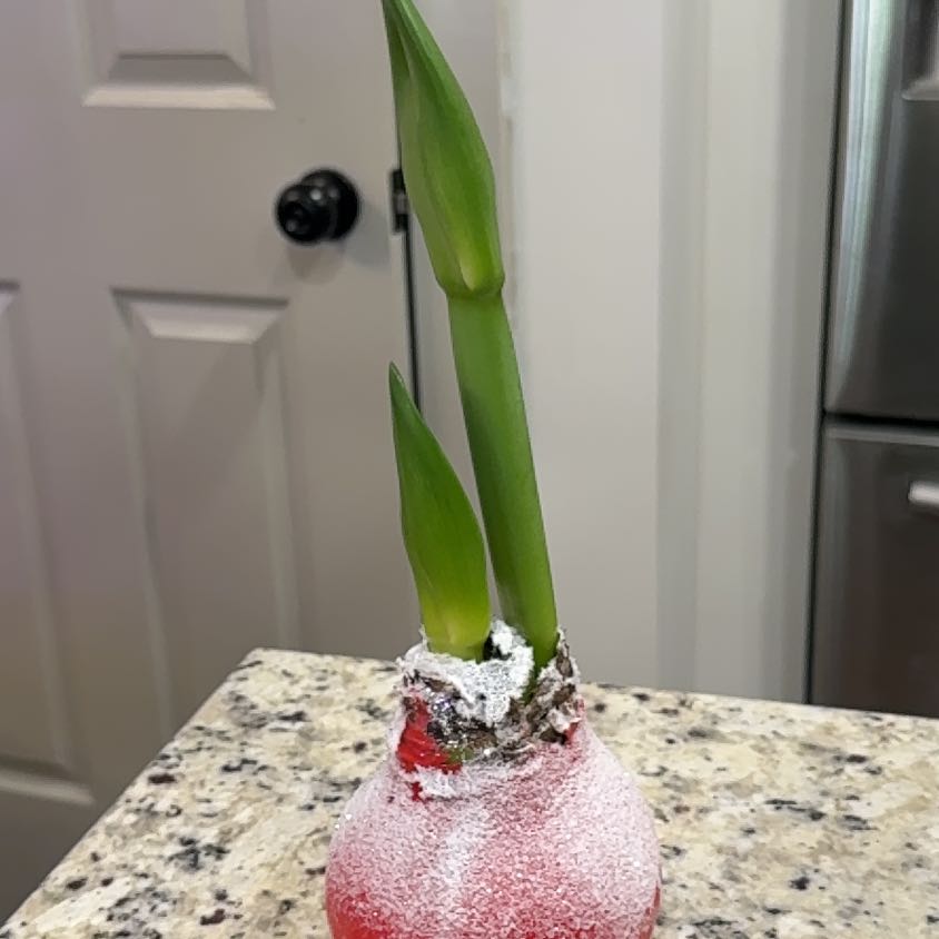 Plant care for Wax Amaryllis on Greg, the plant care app