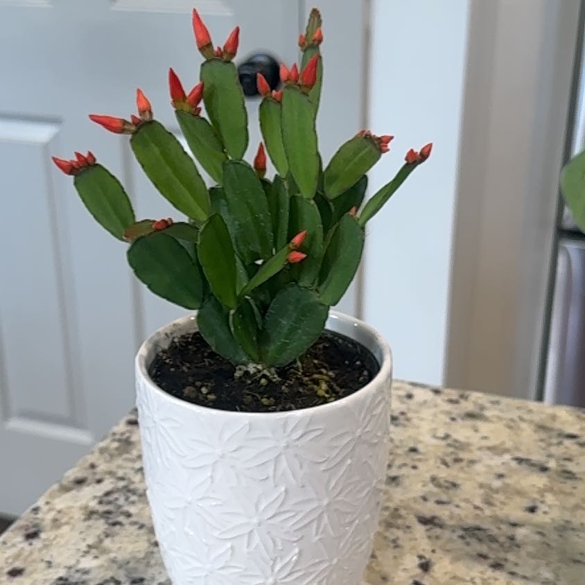 Photo of the plant species Spring Cactus by @PlantsandOwls named Polly on Greg, the plant care app