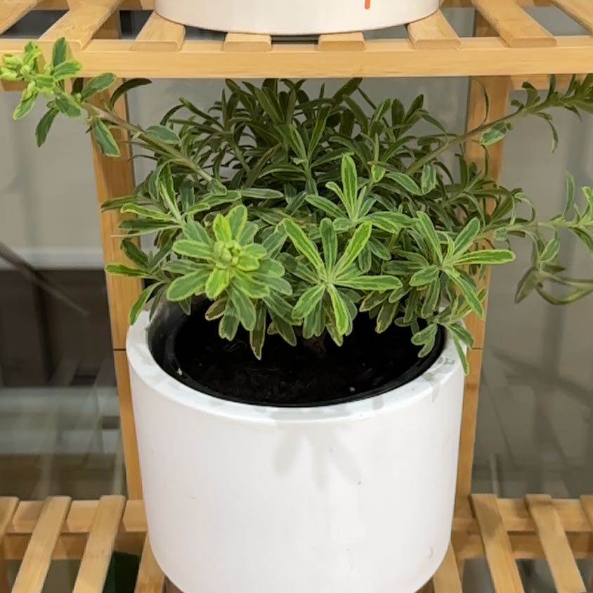 Photo of the plant species Martin's Spurge by @ZingyDragonarum named Dry, sun on Greg, the plant care app