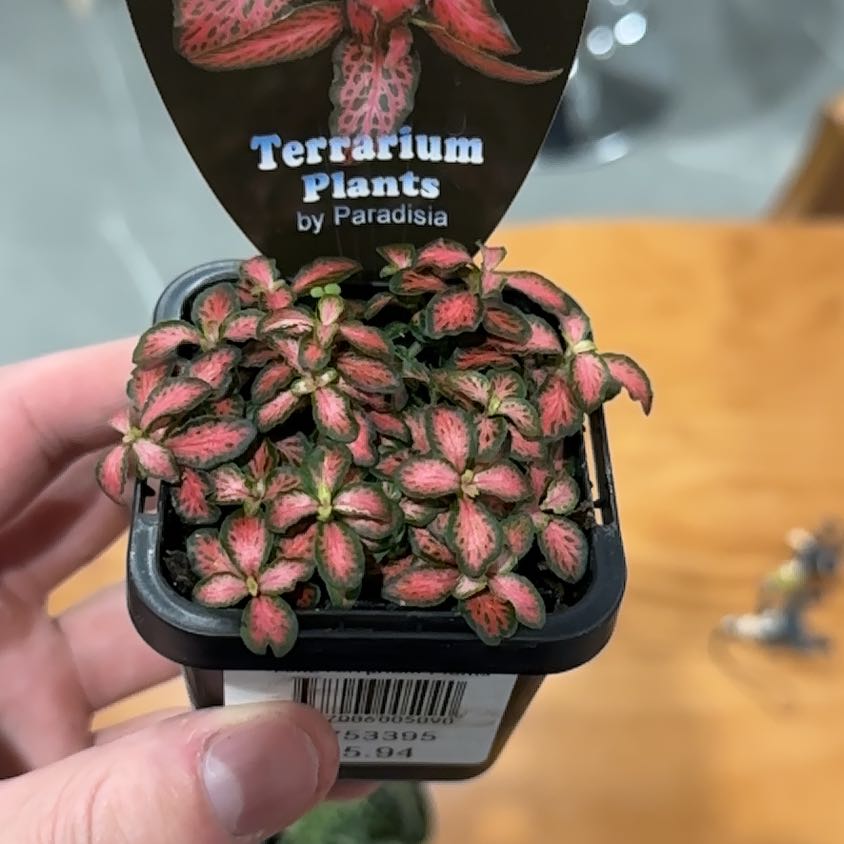 Photo of the plant species Fittonia 'Flammule' by @ZingyDragonarum named Moist, bright indirect, humid, terrarium on Greg, the plant care app