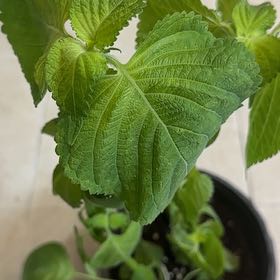 Photo of the plant species Korean Perilla by @DollPaleyucca named Maya on Greg, the plant care app