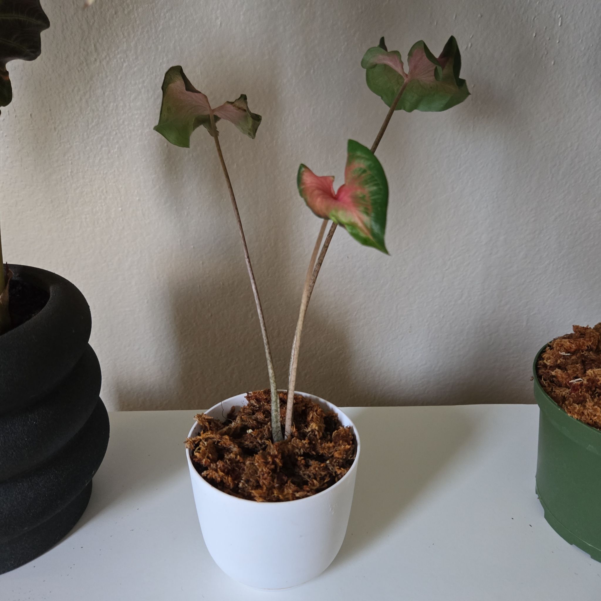 Photo of the plant species Florida Red Ruffle Caladium by @Avmarie named Gaga on Greg, the plant care app