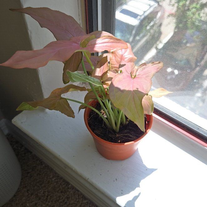 Photo of the plant species Syngonium Pink Blitz by @Avmarie named Delilah on Greg, the plant care app