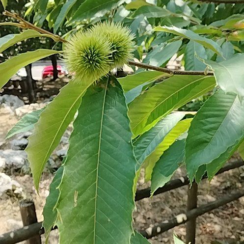 Photo of the plant species Spanish Chestnut by @ResoluteCorkelm named Figyonce on Greg, the plant care app