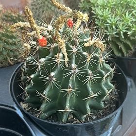 Photo of the plant species Cactus by @HipZigzagclover named Bigleef Smalls on Greg, the plant care app