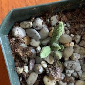 Photo of the plant species Adromischus Herrei by @IngeniousPawpaw named Lavender on Greg, the plant care app
