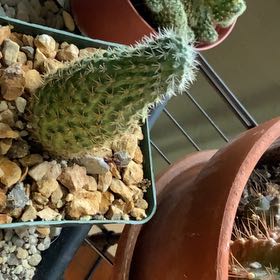 Photo of the plant species Assorted Rebutia by @IngeniousPawpaw named Ulysses S Plant on Greg, the plant care app