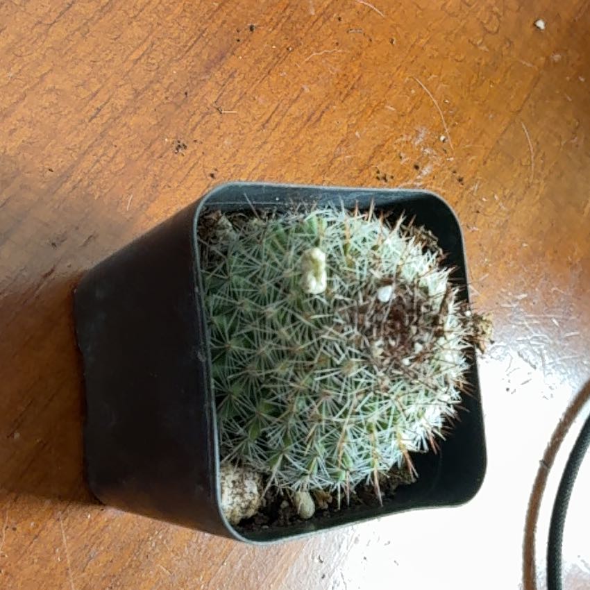 Photo of the plant species Mammillaria densispina by @IngeniousPawpaw named Orlando Bloom on Greg, the plant care app