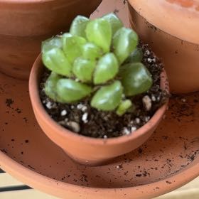 Photo of the plant species Haworthia 'Obtusa' by @Sleepybunny named Opalite on Greg, the plant care app