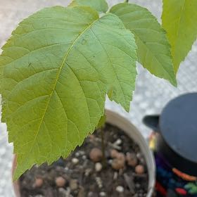 Photo of the plant species Amur Maple by @M.shortwebb named Amoré on Greg, the plant care app