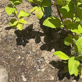 Photo of the plant species Honeysuckle by @M.shortwebb named Demi on Greg, the plant care app