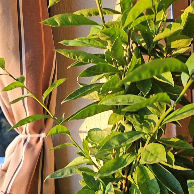 Photo of the plant species Lady of the Night by @GoodHeteromeles named ChloroPhil on Greg, the plant care app