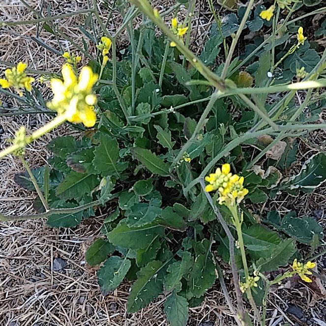 Photo of the plant species Charlock Mustard by @YardBarbaryfig named Tree Diddy on Greg, the plant care app