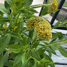 Photo of the plant species Celosia Twisted yellow by @LadySeasandwort named Brain on Greg, the plant care app