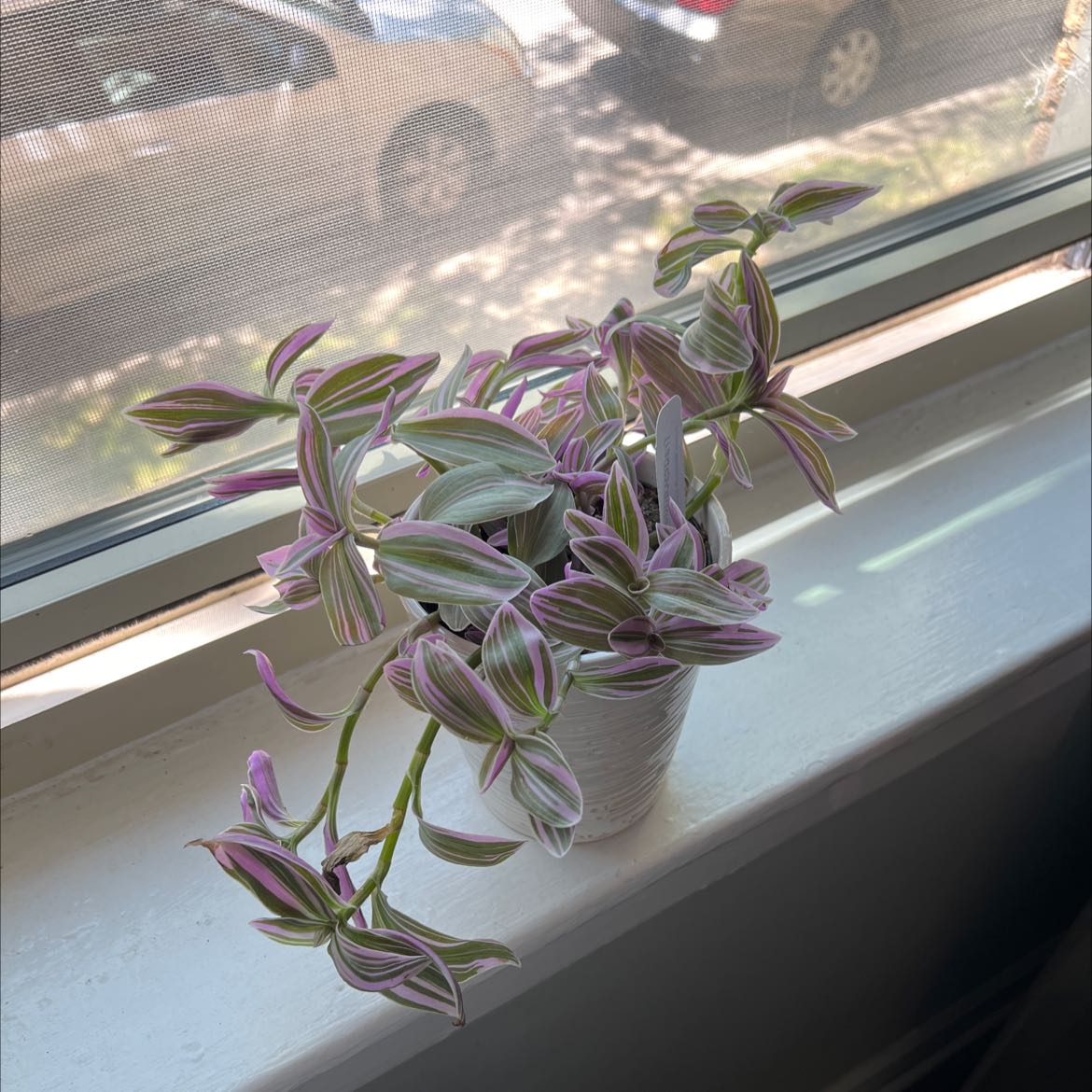 Tradescantia Nanouk plant on a windowsill with vibrant green and purple leaves.