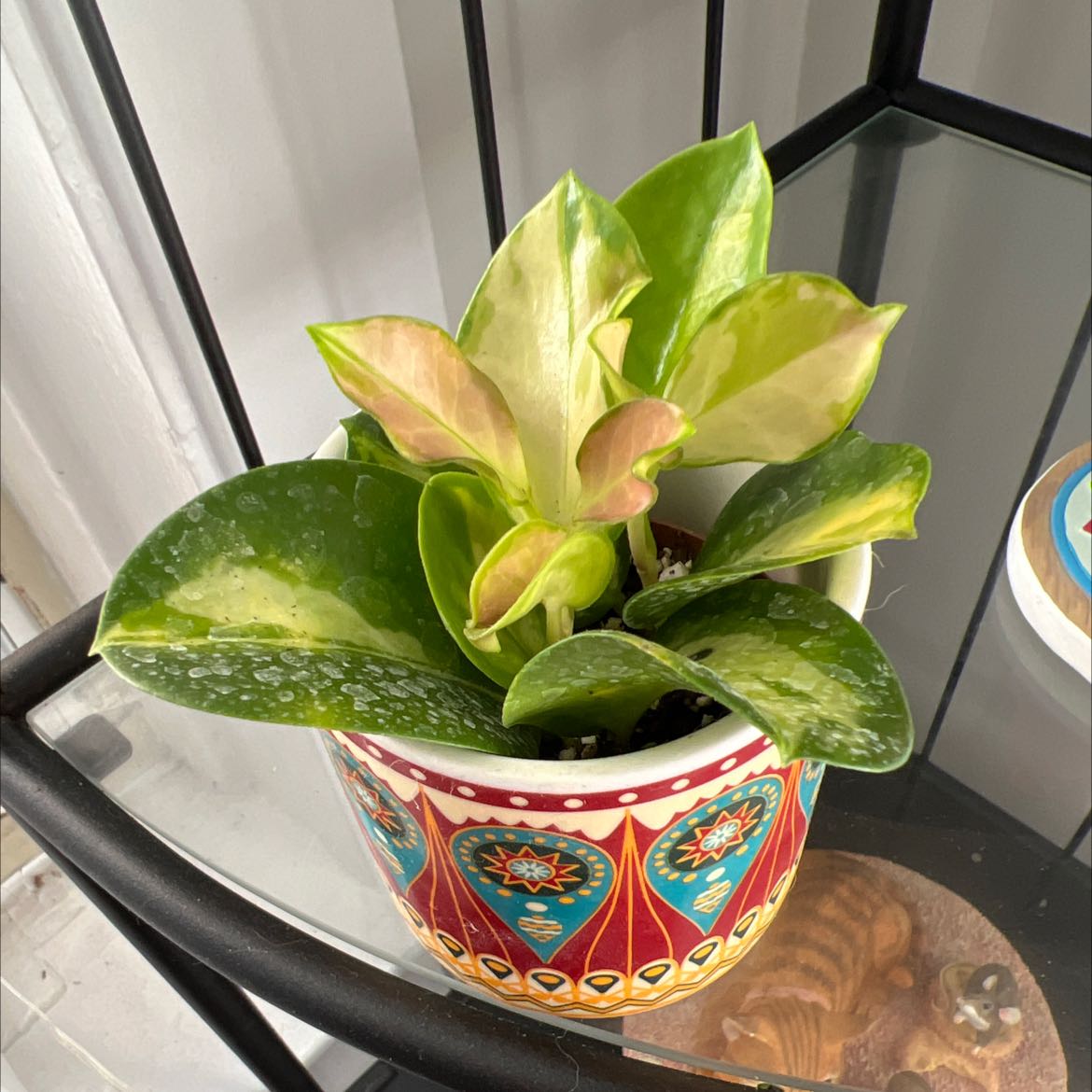 Krimson Princess Hoya plant in a decorative pot with vibrant green leaves and variegation.
