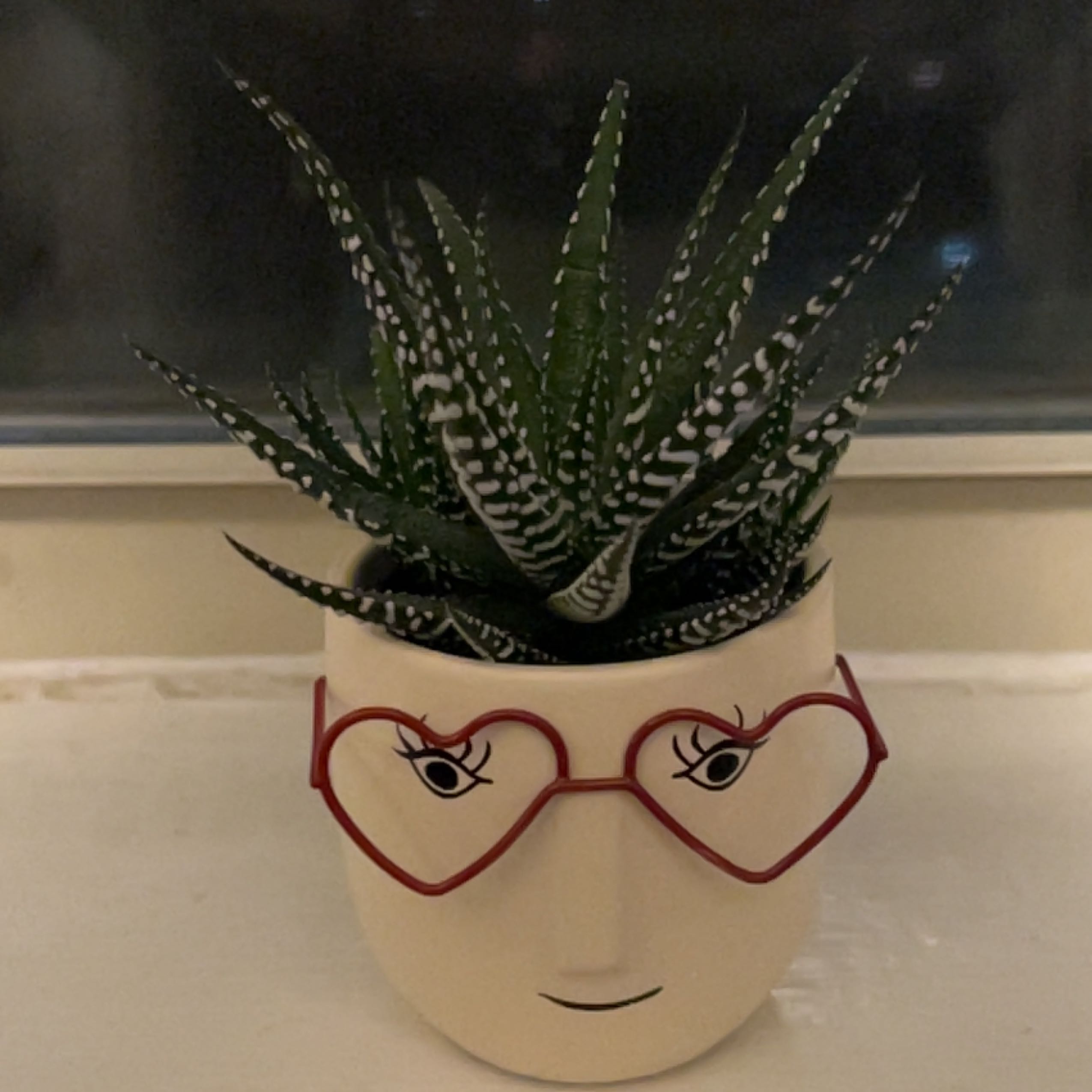 Healthy Haworthia succulent with thick ridged leaves in a cute heart-shaped face planter, photographed on a light surface.