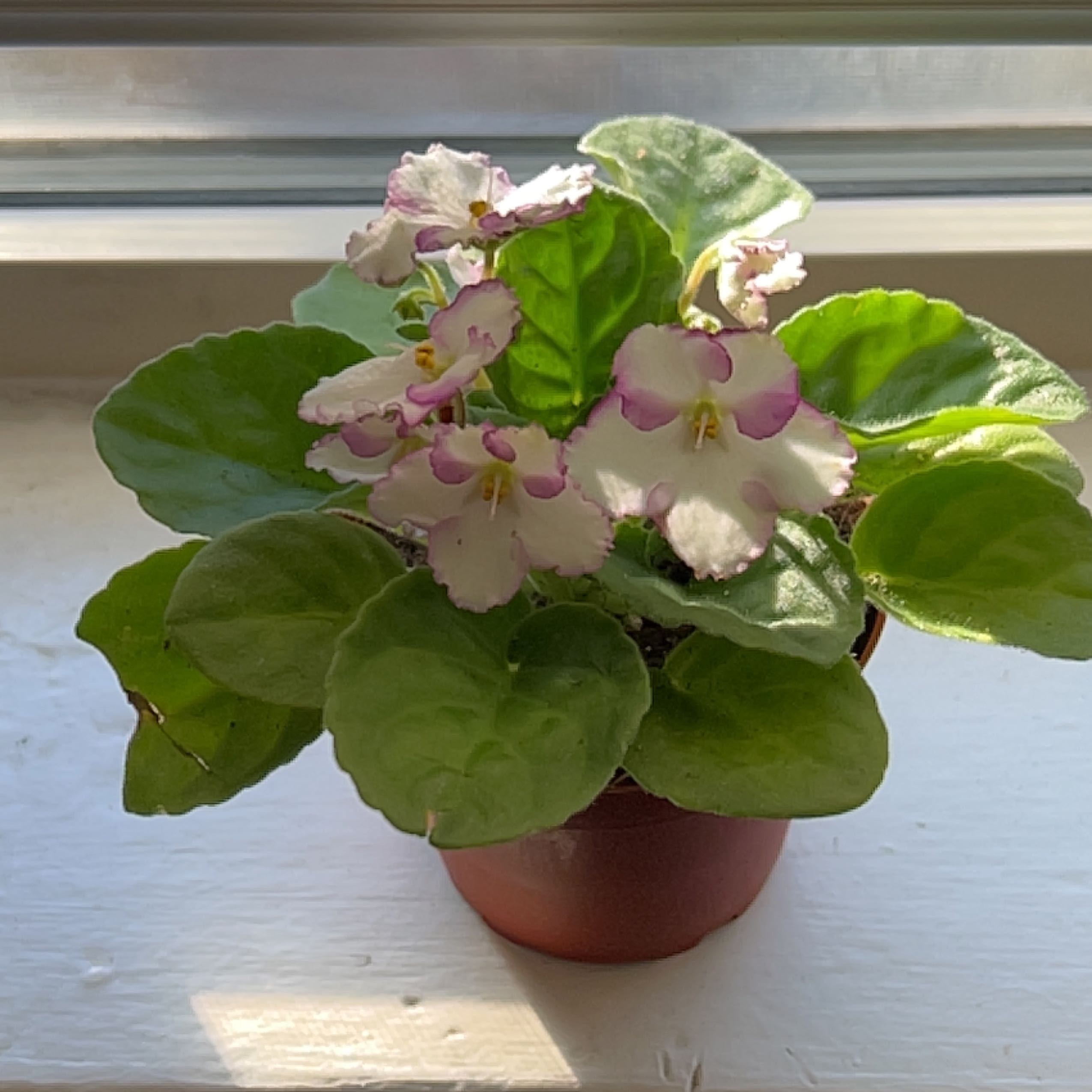 Kenyan Violet plant with green leaves and white flowers with pink edges in a pot.