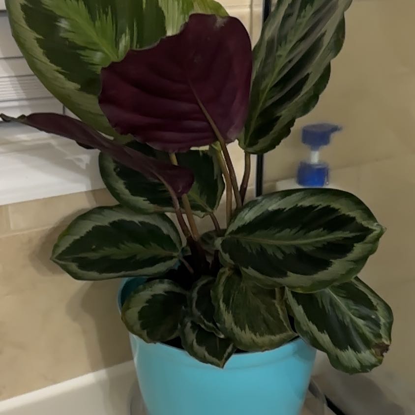 Photo of the plant species Peacock Plant by @VipMalabarplum named Master Bathtub on Greg, the plant care app
