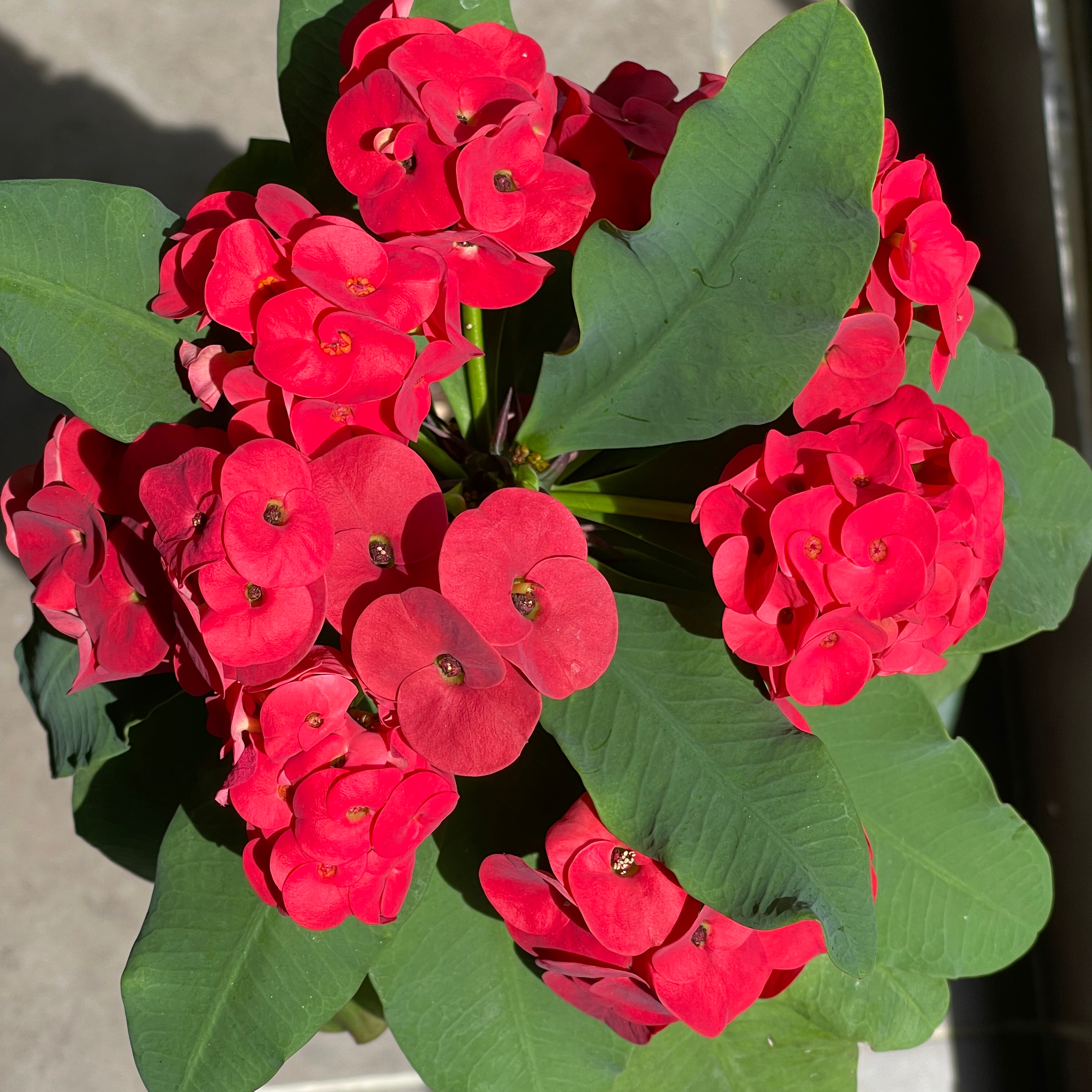 Photo of the plant species Crown of Thorns by Graham named Euphorbia on Greg, the plant care app