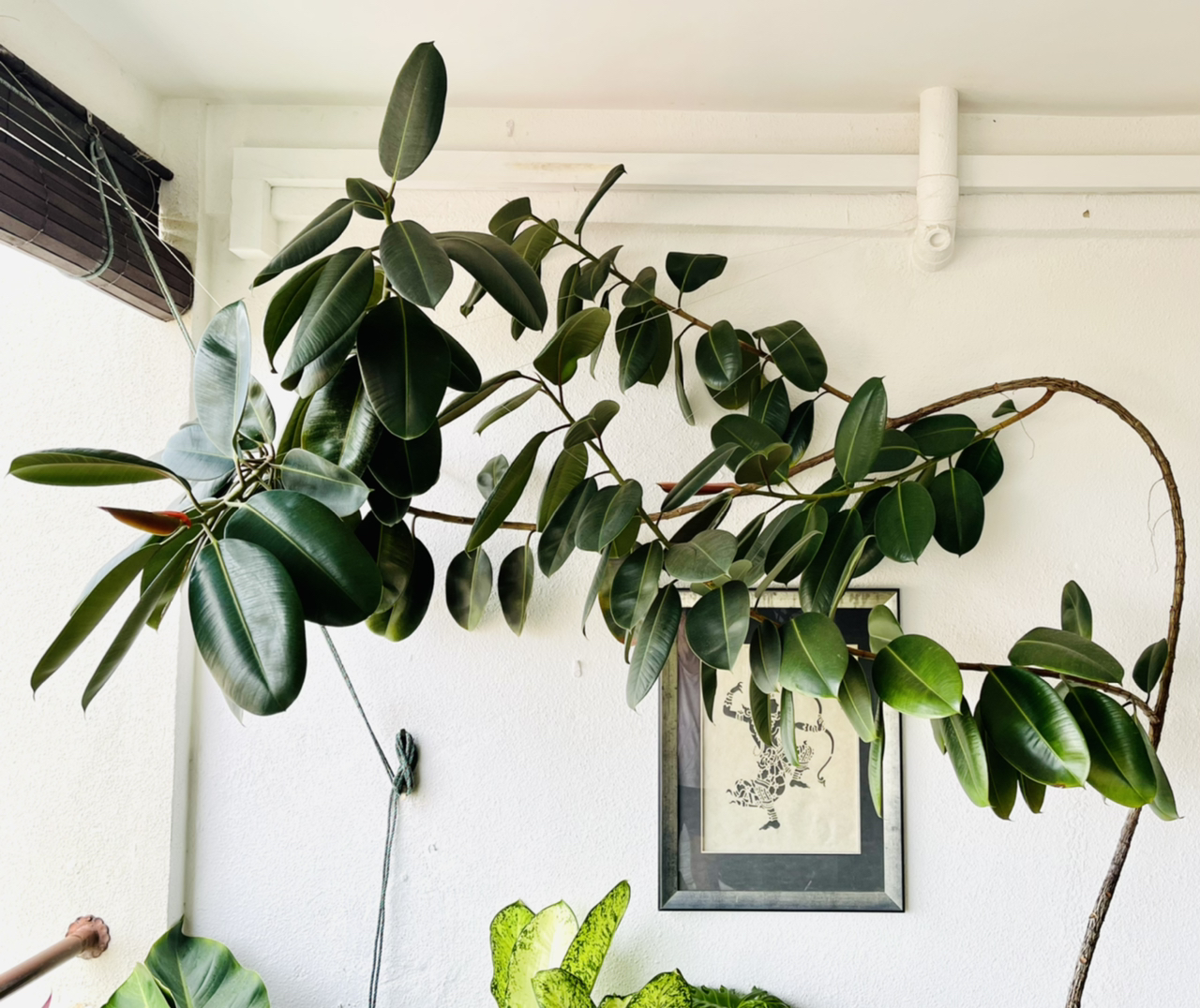 Photo of the plant species Rubber Plant by Graham named Rubber Plant on Greg, the plant care app